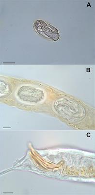 Occurrence of Rhabditid Nematodes in the Pet Giant African Land Snails (Achatina fulica)